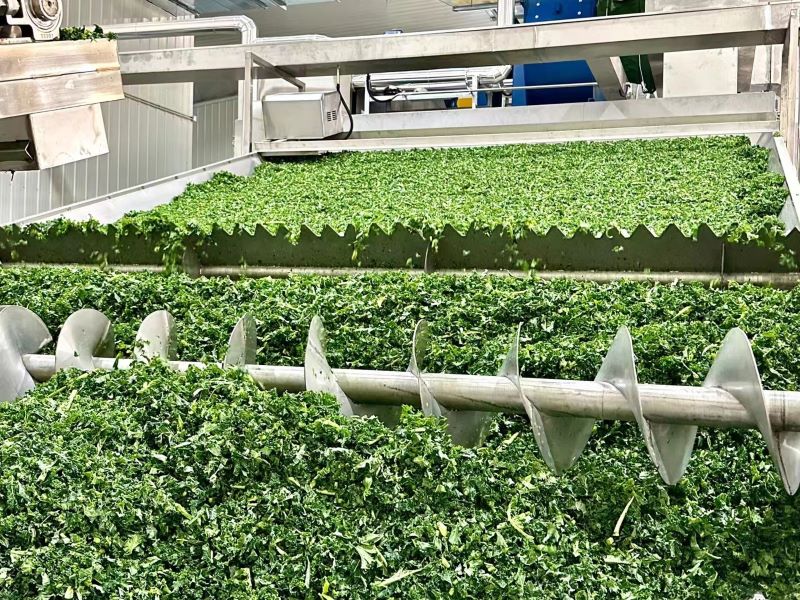 Production line-3 Layer dryer for leaf vegetable dehydration